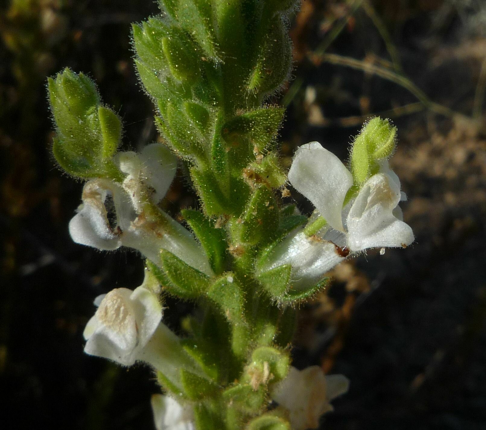 High Resolution Antirrhinum coulterianum Flower